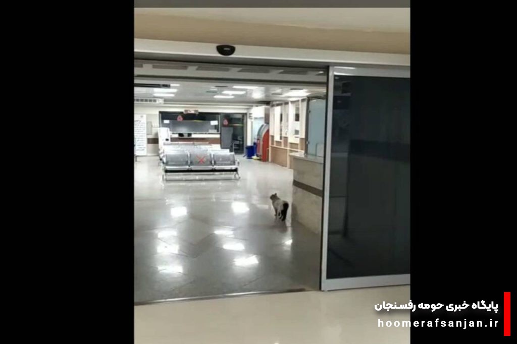 ماجرای حضور گربه در بیمارستان رفسنجان چه بود؟