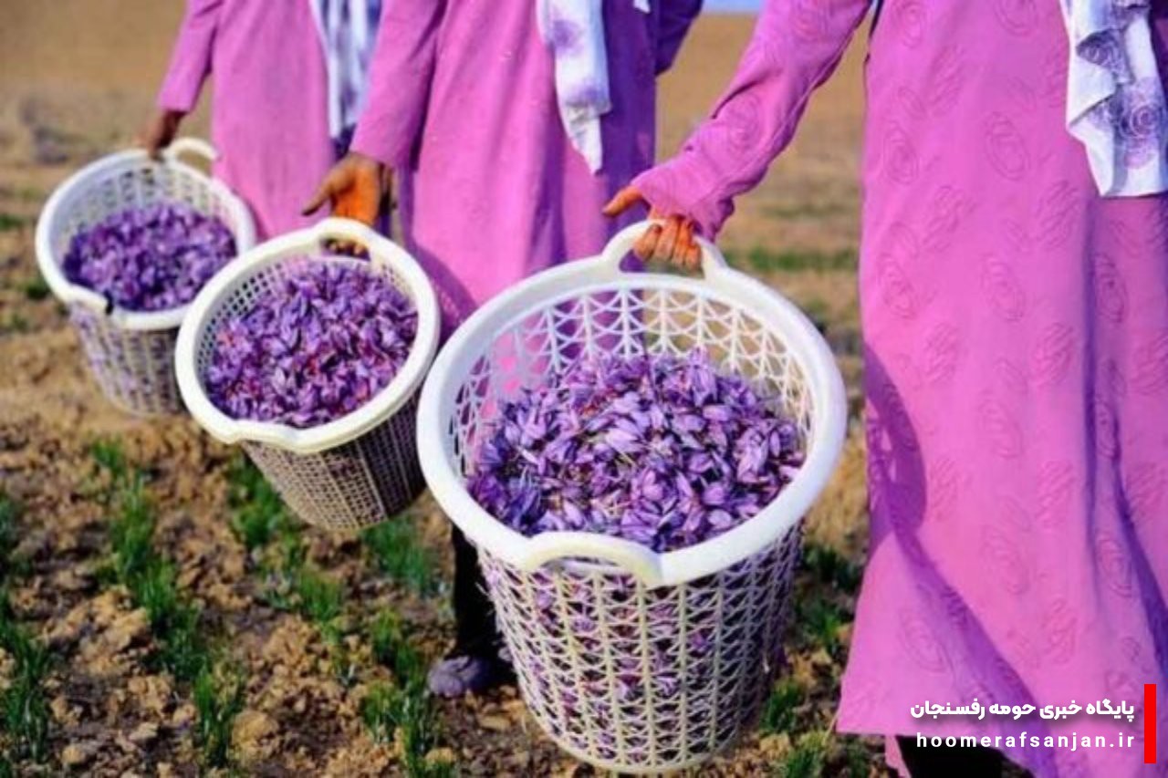جشنواره «زعفران راویز» رفسنجان برگزار می‌شود
