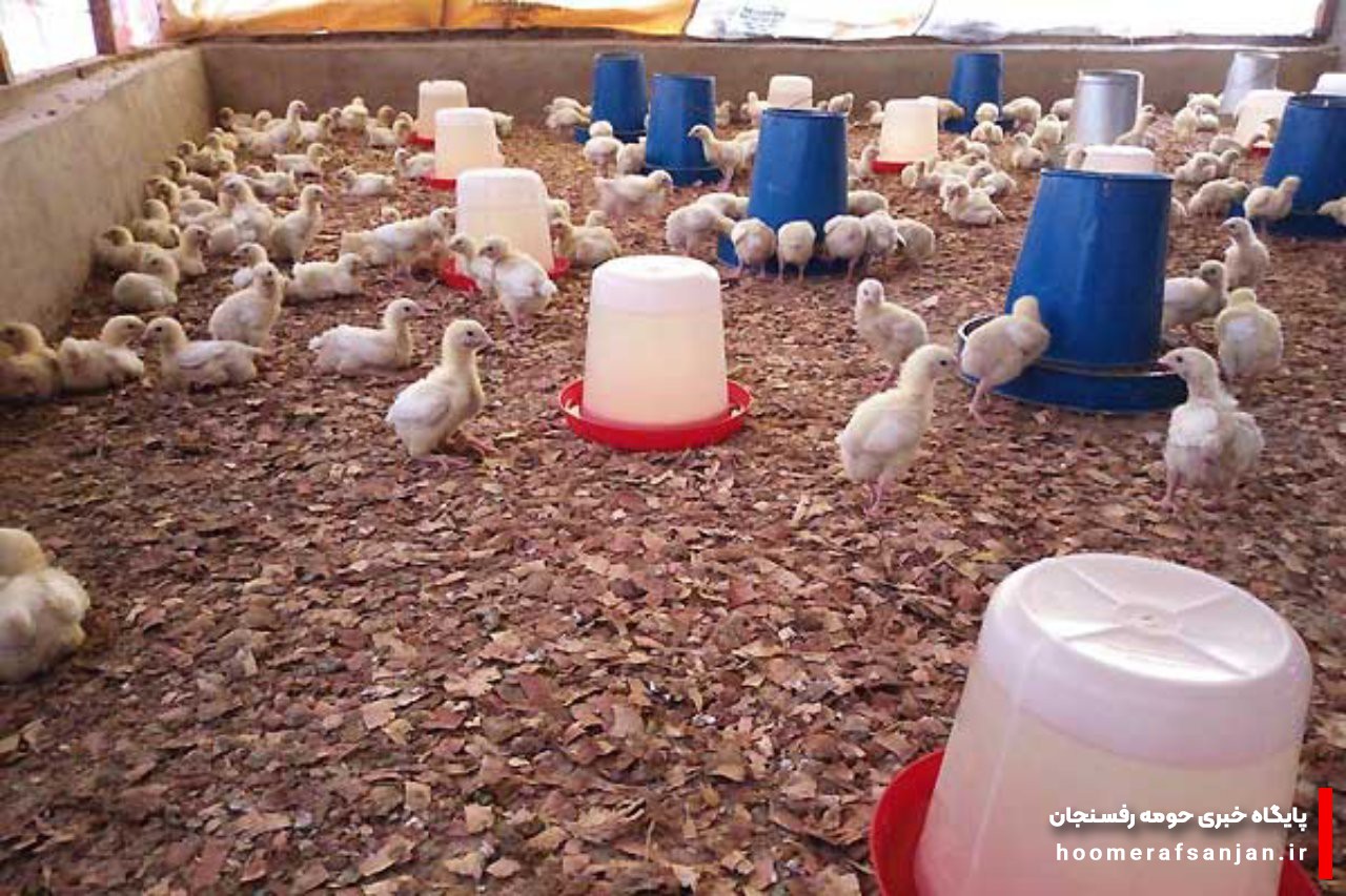 فعالیت بیش از ۱۶۰ واحد پرورش مرغ در رفسنجان/ لزوم مراقبت در برابر بیماری‌های تنفسی طیور